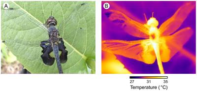 Heat-absorbing sexual coloration co-adapts with increased heat tolerance in dragonflies